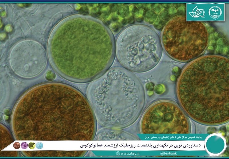 موفقیت محققان ایرانی در نگهداری بلندمدت ریزجلبک