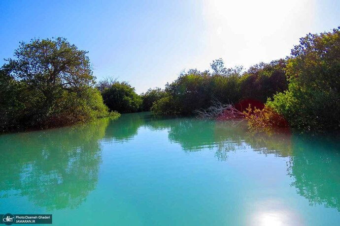 تصاویر چشم‌نواز از زیبایی‌های جنگل حرا در قشم