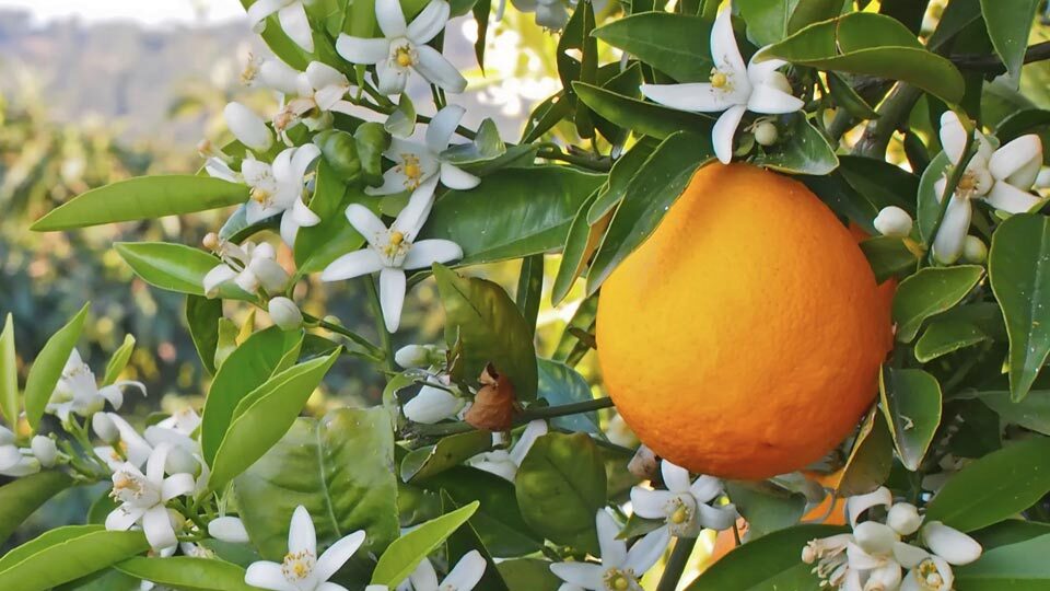 جسم و روحتان را با این نوشیدنی خوش عطر جَلا دهید